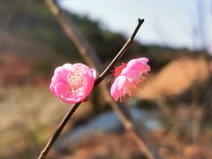 -马峦山郊野公园