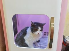 -喜洋洋宠物医院(震川路总店)