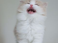 -lincat·猫舍(广州店)