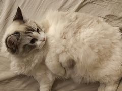 -猫大福·Fortune Cat猫舍(百子湾店)