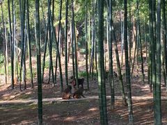 -苏州上方山国家森林公园