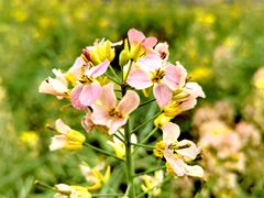 -中国天府农业博览园