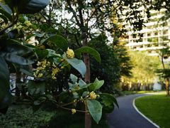 -新江湾城公园