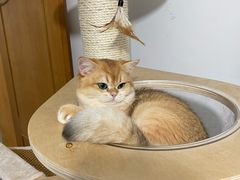 -东方名猫馆·英短金渐层布偶猫舍(环线广场1号楼店)