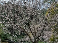 -神光山国家森林公园