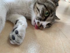 -灵美宠物诊所