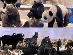 -上海自然博物馆
