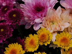 -大自然花鸟鱼虫市场