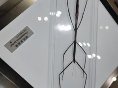 -上海昆虫博物馆