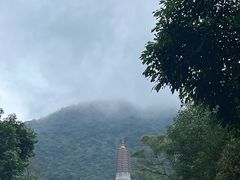 -深圳仙湖植物园