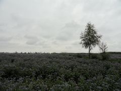 -扁都口生态休闲旅游区
