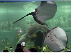 -苏州海洋馆