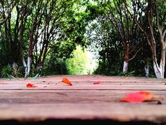 -八大山人梅湖景区