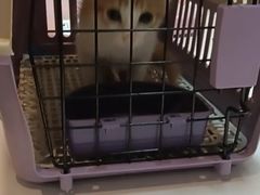 -御宝贝·A梦猫科宠物医院(国际猫友好医院)