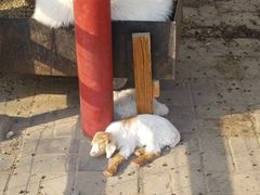 -北京鹿世界主题园