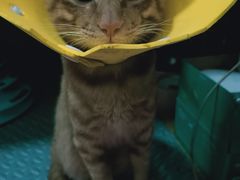 -博特宠物医院24h犬猫全科.骨科·异宠