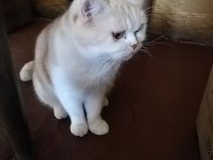 -猫猫幼稚园·撸猫·桌游·电玩
