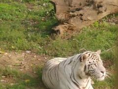 android_upload_pic-西安秦岭野生动物园