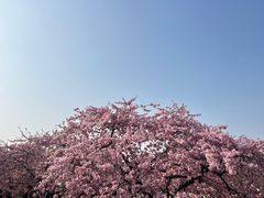 -上海辰山植物园