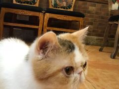 -more than meow吴止猫主题餐厅(承德 中船汇店)