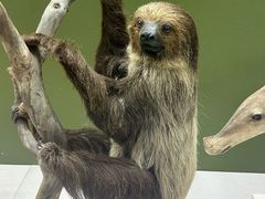 -国家自然博物馆