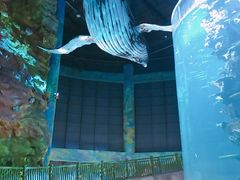 -青岛嘉年华主题乐园