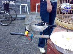 还是鸟-东兴顺爆肚张