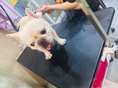-e嘉宠物店(北大街店)
