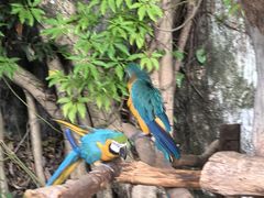 -清迈夜间动物园