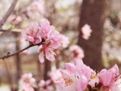-桃花堤公园