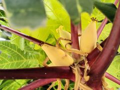 -西双版纳傣族园