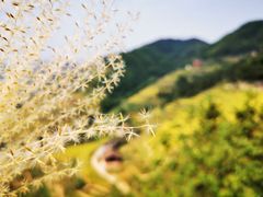 -紫鹊界梯田景区