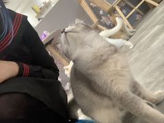 -楼上猫咖(罗湖店)