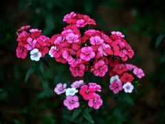 -北京国际鲜花港