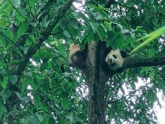 -中国大熊猫保护研究中心雅安碧峰峡基地