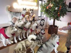 -Husky Go! 哈士奇体验馆·宠物咖啡厅狗咖