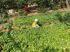 -武汉开心果园农业发展有限公司