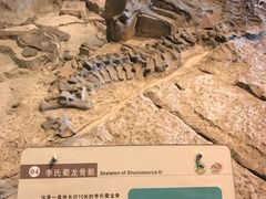 -自贡恐龙博物馆