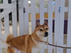 -怪兽屋·羊驼·猫咖·狗咖(俊华广场店)