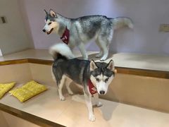 -Husky Go! 哈士奇体验馆·宠物咖啡厅狗咖