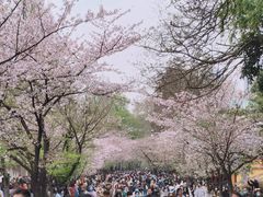 -鸡鸣寺