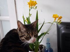 海边的猫和咖啡馆-海边的猫和咖啡馆