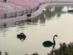 -苏州太湖西山岛开心农场