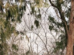 -北京西山国家森林公园