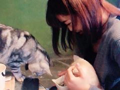 -猫猫幼稚园·撸猫·桌游·电玩