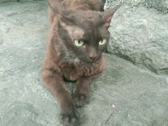 -喵屿·大理花园猫咖