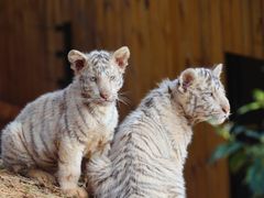 -云南野生动物园