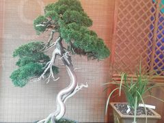 -重庆市江北嘴中央商务区中央公园