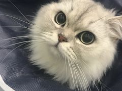 -伟伟宠物医院·CT影像中心·瑞派犬猫综合性门诊(汉口总院)