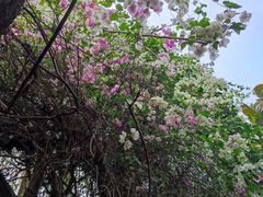 -深圳国际园林花卉博览园